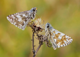 Pyrgus malvae