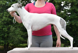 Nos Whippets Une Histoire Sans Fin