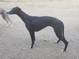 Nos Whippets Une Histoire Sans Fin