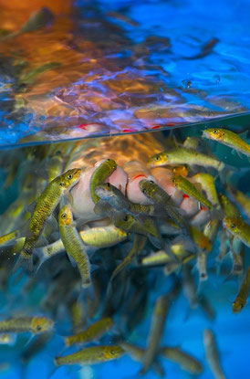 Fish spa Tenerife АиФ Европа