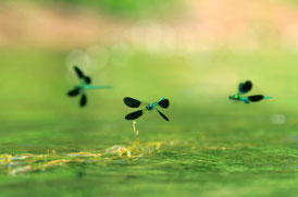 Prachtlibelle, Foto: C. Dreifert