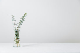 Vase mit Stecklingen auf einer weißen Tischplatte