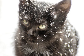Foto eines schwarzen Katzenkindes, das mit Schneeflocken bedeckt ist und nicht sehr erfreut in die Kamera guckt. 