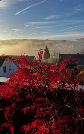 Ahorn im Herbst mit Blick über Rohr