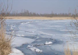 Gefrorener Federsee (Bild: NABU/Jost Einstein)