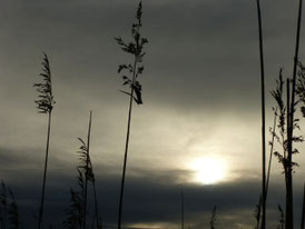 Schilf am Federsee