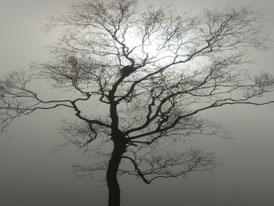 Nebelstimmung im Federseemoor (Bild: NABU/Kerstin Wernicke)