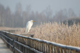 Silberreiher am Federseesteg