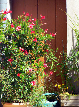 Les potées de dipladénias ont été couvertes de fleurs durant tout l'été