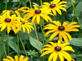 Les rudbeckias forment un très joli massif