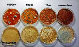 MycoLytics - Material Verdünnungsreihe, Schimmelpilze, Bakterien, Holzzerstörer, Mikroskopie, Kultivierung, Staubproben, Luftproben, Materialproben