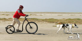 Musher mit Scooter und Husky beim Dogscooting