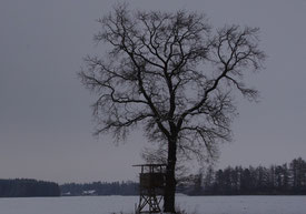 Lieblingsbaum im Fußbergmoos © K. Platzdasch