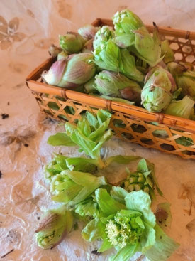 瀬戸の筍飛騨美濃伝統野菜美味しい山菜料理タケノコタラノメウルイイワサビナコンテツコシアブラワラビワサビナアイコ美味しい山菜料理春血流の流れ新陳代謝促進解毒作用デトックスこしあぶら山独活うどたけのこ瀬戸の筍料理ごみわらび愛知岐阜中津川福岡日本料理店美菜ガルテンふるかわ苗木城跡周辺食事処おんぽい周辺山菜料理グルメランチ和食会席初節句入学祝就職祝歓迎会歓送迎会京料理料亭割烹接待食事処和食処恵那下呂付知名古屋日帰り