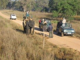 Kanha-nationaal-park-tijgerreserve-tijgers-olifant-jeep-India