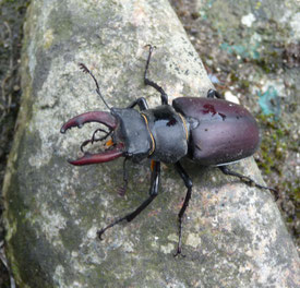 Hirschkäfermännchen © NABU/Beatrice Jeschke