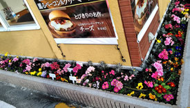 ハンバーグ店さん・・冬でも春のように満開!