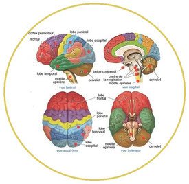 Planche anatomique du cerveau humain, années 1980