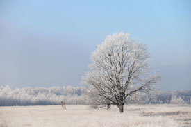 Hiller Moor / Nettelstedter Moor bei Hille / Nettelstedt / Lübbecke