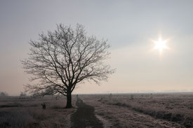 Hiller Moor / Nettelstedter Moor bei Hille / Nettelstedt / Lübbecke