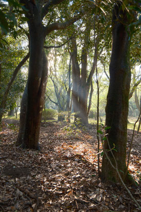 心地よい湿度の森 - This site is official home page for