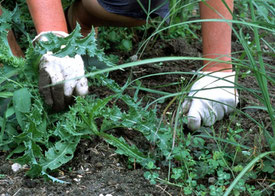 Service d'entretien de jardin à Aix les Bains, en Savoie