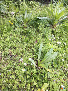 Un coin de vagabondes dans mon jardin naturel