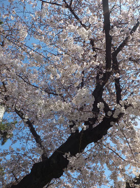 恵利子さん：街を歩いてて