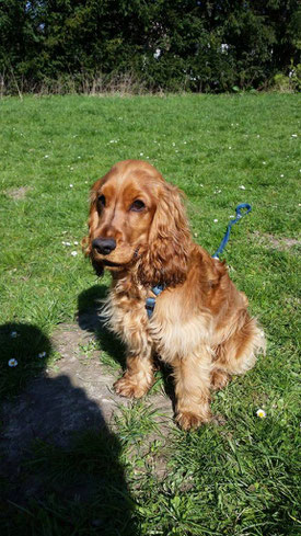 Spencer, Cocker Spaniel 