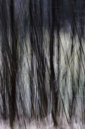 "Pastel en forêt" 2020. Photographie numérique. Tirage unique 80x115 cm, papier Hahnemühle.