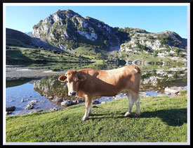 Picos de Europa