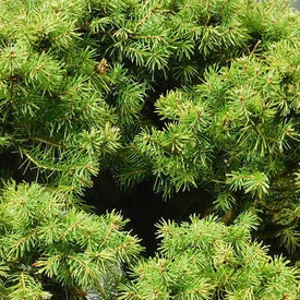 Zuckerhutfichte (Picea glauca)
