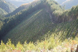 峠からは、きれいに植林された斜面を見ることができます。あらためて感じることですが、きつい傾斜角です。