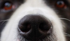 photo de la truffe d'un chien blanc et noir grossie, on aperçoit les yeux marron en arrière plan par coach canin 16 educateur canin charente