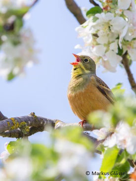 Ortolan