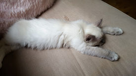 Mignon 16 weken