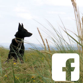 GUNDI - Gesund & Intelligent | Facebook