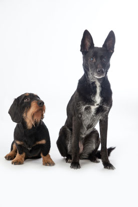 (c) www.gundi-hund.de