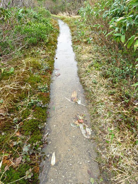 ▲雪解け水で登山道が小川状態