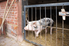 Schweinestall auf dem Biobauernhof