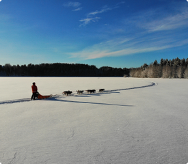 Schlittenhunde Huskys Lappland Posio