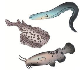 Ces trois espèces sont capables de produire, grâce à leurs organes électriques dérivés des muscles, des décharges électriques de forte intensité jusqu’à plus de 200 V et 30 A pour les torpilles, plus de 350 V pour les malaptérures voire 600 V p