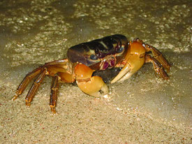 月明りが照らす波打ち際で産卵するオカガニ=28日午後8時30分ごろ、石垣市大浜海岸