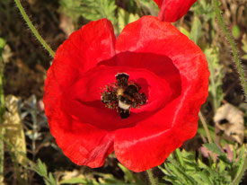 Eine tiefrote Mohnblüte öffnet sich zur Sonne. In ihrem Inneren trinkt eine Hummel ihren Nektar.