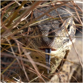 Goulds Waran, Gould's monitor lizard