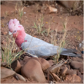 Rosakakadu (Galah) bei der Cheela Plains Station