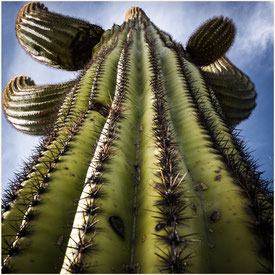 Arizona, Tucson, Sonora Desert, Saguaro, Sabino Canyon