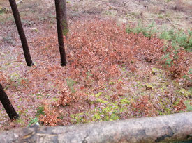 Naturverjüngung ohne Schutzmaßnahmen mit Buche und Eiche in einem Käferloch.  