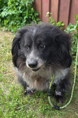 Seva, Rüde, geb. 7.22, Russischer Spaniel - Mischling, schwarz mit weiß, 45 cm groß