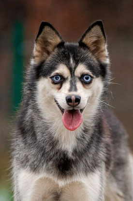 Diva, Weibchen, geb. 4.22, Alaskan Klee Kai, grau-weiß, ca 35 cm groß, 9 kg